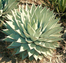 AGAVE PARRYI, rare succulent mescal century plant exotic garden seed 50 ... - $9.99