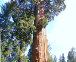 10 Seeds Giant Sequoia Sequoiadendron Giganteum Redwood Forest Tree Wood - $13.49