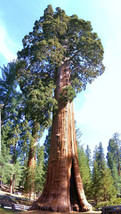 10 Seeds Giant Sequoia Sequoiadendron Giganteum Redwood Forest Tree Wood - £10.95 GBP