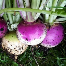 500 Seeds Turnip Seeds Purple Top White Globe Heirloom Organic NON GMO - $18.99