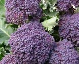 Purple Broccoli Seeds 500 Early Purple Sprouting Garden Vegetable Fast S... - $8.99