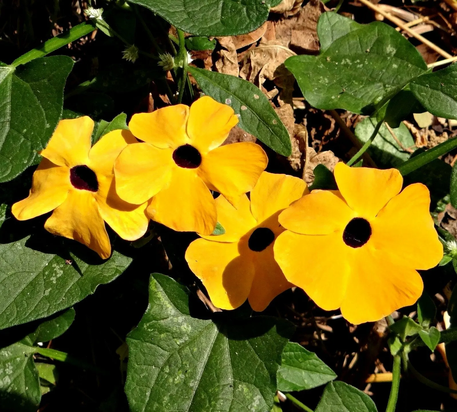 Semilir Black Eyed Susan Vine 35 Seeds - $9.42