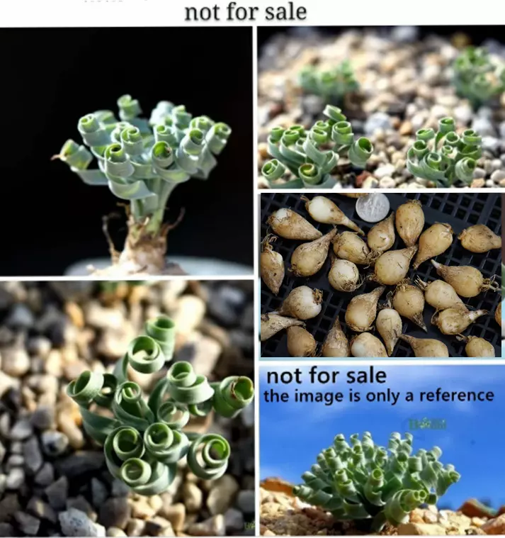 Plant -one- Albuca concordiana ?Dormant, without leaves? - $20.39