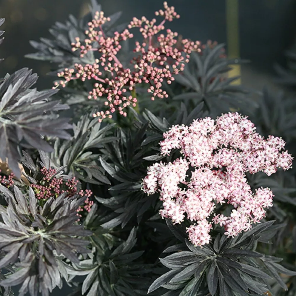 Live Plant LACED UP Elderberry 4&quot; pot Garden Sambucus  - £37.54 GBP