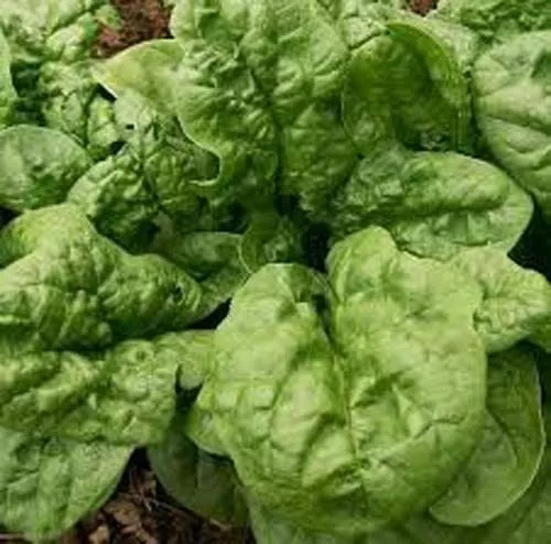 Spinach Bloomsdale Great Heirloom Vegetable 7,000 Seeds Garden Fresh USA Shippin - £25.35 GBP