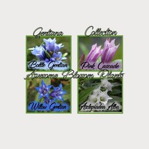 USA Seller Pick A 4 Pack Of Gentiana Seed Free Shipping - $21.49