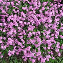 USA SELLER New 100 Victoria Pink Forget Me Not Myosotis Alpestris Shade Or Sun F - $14.90