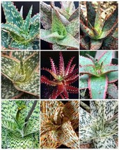 ALOE HYBRID MIXED exotic cultivar color cacti rare cactus aloes seed 100 SEEDS - £14.27 GBP