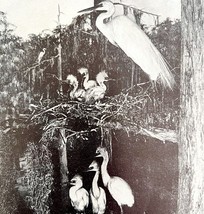 Egrets In Nest With Young 1936 Bird Print Nature Collectible Ephemera DWU13 - €17,28 EUR