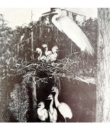 Egrets In Nest With Young 1936 Bird Print Nature Collectible Ephemera DWU13 - $19.99