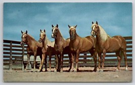 Horses Palomino Beaty Parade Five Beautiful Ponies Postcard D25 - £4.68 GBP