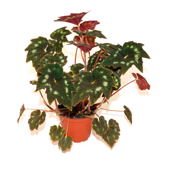 KS Begonia Aff. Palmata 3 inch From US - $50.00