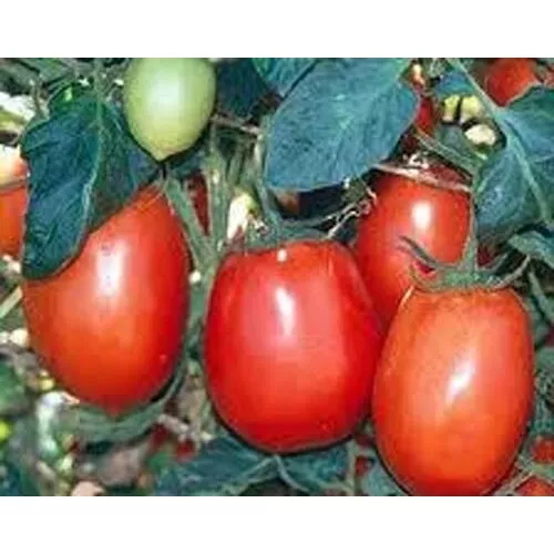 Fresh Seeds Tomato Rio Grande Great Vegetable 400 Seeds - $14.78