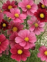 200+ Antique Cosmos Bipinnatus &quot;Sonata Pink&quot; Seeds for Garden Planting - $92.89 MXN