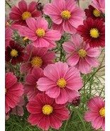 200+ Antique Cosmos Bipinnatus &quot;Sonata Pink&quot; Seeds for Garden Planting - €4,23 EUR