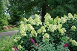 Limelight Prime Panicle Hydrangea Shrub 12-18&quot; Tall in a Quart Pot - £34.49 GBP