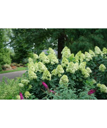 Limelight Prime Panicle Hydrangea Shrub 12-18&quot; Tall in a Quart Pot - $60.12 CAD