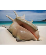 Conch Seashell Spiky White Real Ocean Natural Sea Shell Home Decor 14cm - $63.30 CAD