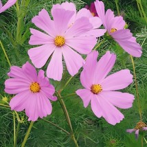 Pinkie Cosmos Flower 200 Seeds SeedsfunFrom US  - $8.35