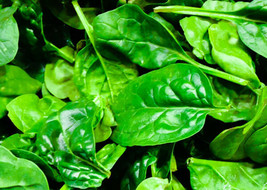 100 Bloomsdale Spinach Seeds -  Be Healthy like Popeye and Beautiful lik... - £11.90 GBP