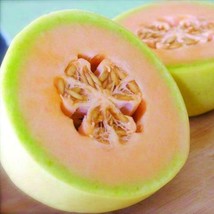 Orange Flesh Honeydew Seeds Gardening Fresh Usa Shipping - £7.69 GBP