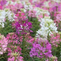 PWO Cleome Flower Garden Seeds  1000  Pure Seeds - Annual - £5.67 GBP
