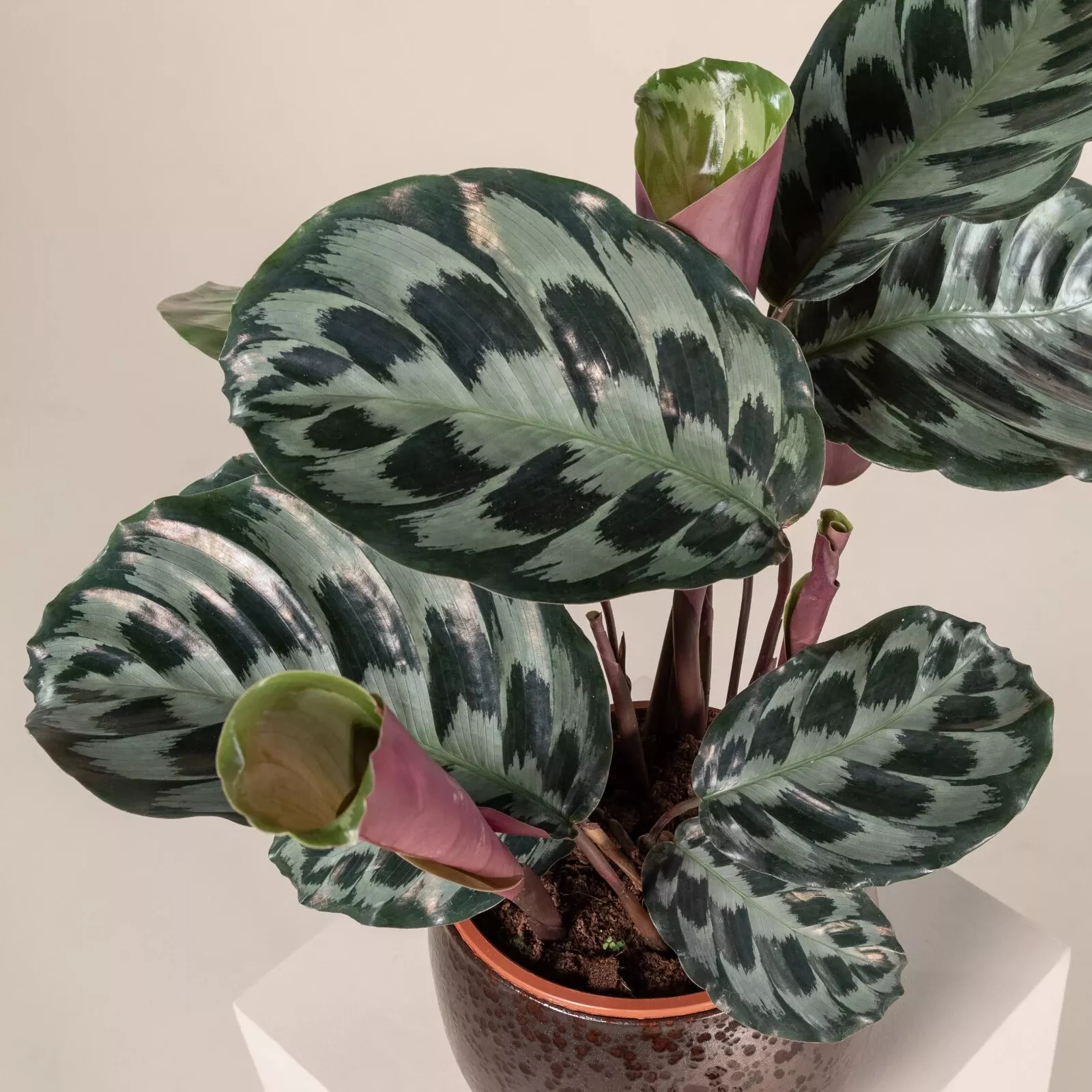 25 Helen Kennedy Calathea Seeds For Garden Planting USA Seller - £8.38 GBP