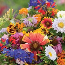 USA SELLER 500 Butterfly And Hummingbird Mix Flower Seeds Fast Shipping - £10.03 GBP