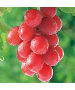 15PCS Ruby Roman Grapes Seeds - £9.22 GBP
