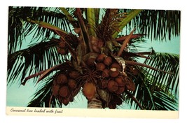 Vintage Postcard Cocoanut Tree Loaded With Fruit Tropical Florida Curteichcolor - £7.59 GBP