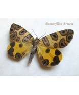 Flying Flower Pantherodes Pardalaria Real Moth Framed Entomology Shadowbox - $996.10 MXN