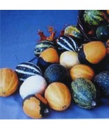 VCS Gourds Seeds Large &amp; Small Mix Fun For Kids Arts &amp; Crafts Decoration... - $14.95