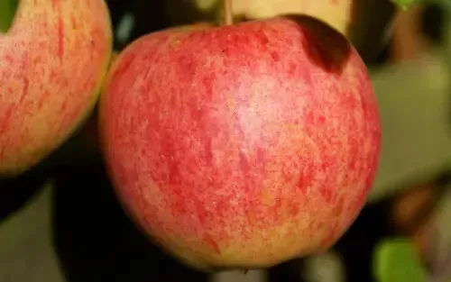 25 Elstar Apple Seeds for Garden Planting - $7.83