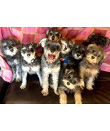 ANY PHOTO YOU WANT PRINT FIXED 8 X 10,  5 X 7 ,WALLET SIZE I WILL PRINT ... - $20.87 CAD