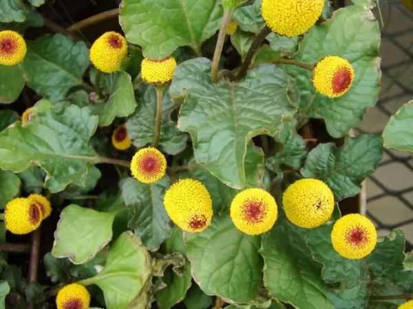Toothache Plant Seeds To Grow-300+ Seeds Of This Exotic Wonder Usa Seller - £14.93 GBP