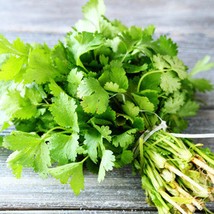 New Fresh USA Seller 200Herb Cilantro Seeds - £9.94 GBP