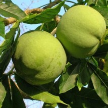 White Sapote Live Plant 1 2Ft Tall In 6 Pot Fresh Garden - £87.96 GBP