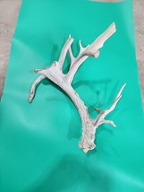 H16 Atypical Whitetail Deer Shed Antler - $49.50