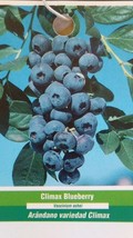 CLIMAX BLUEBERRY 5 GAL BUSH Plant Fruit Bearing Blueberries Healthy Root... - $96.95