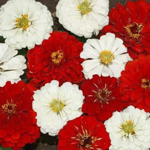 LWK 100 Stop Sign Zinnia Mix Seeds Organic Seeds Fast Shipping - $235.38 MXN