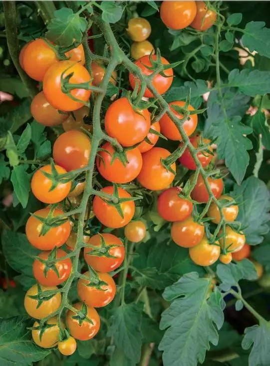 Honeycomb Tomato F1 - Pack of 10 Seeds, High Quality Results - $4.73