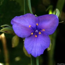 US Seller 100 Purple Ohio Spiderwort Widows Tears Bluejacket Tradescantia Ohiens - £10.94 GBP