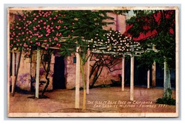 Oldest Rose Tree San Gabriel Archangel Mission CA California DB Postcard S24 - £1.53 GBP