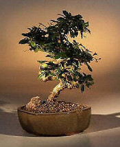 Flowering Fukien Tea Bonsai Tree - Medium Curved Trunk Style (ehretia mi... - £87.11 GBP