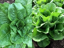 Variety Size Parris Island Cos Romaine Lettuce NON-GMO Caesar Salad - £9.42 GBP+