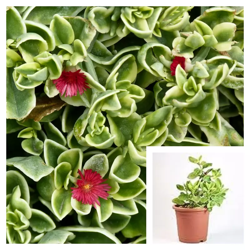 Mesembryanthemum Cordifolium Variegata 4inches Plant Heartleaf Ice Plant - $323.42 MXN