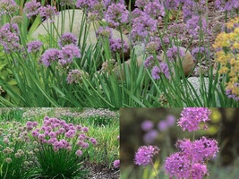 100+PRAIRIE ONION Native Wildflower Herb Seeds Drought Rock Gardens Flowering - £10.02 GBP