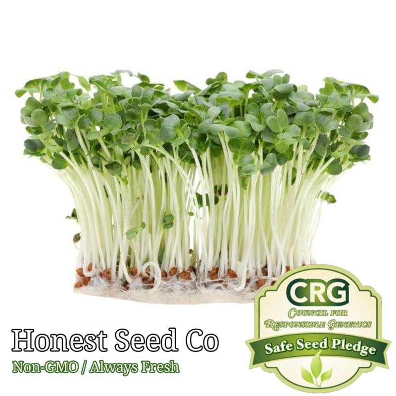Bulk Radish Microgreen Seeds Non-GMO Heirloom Seeds for Sprouting Micro Greens - £7.73 GBP