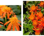 Mexican Flame Vine Pseudogynoxys Chenopodoides Plant Approx 7-10 Inch - $38.93