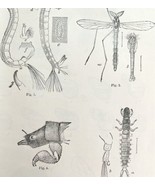 Chironomus Larvae And Unknown Insect Victorian 1887 Art Print Entomology... - $474.98 MXN